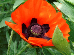 mohn-01.jpg